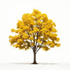 Aedan maple tree