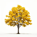 Aedan maple tree