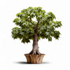 Amina maple tree