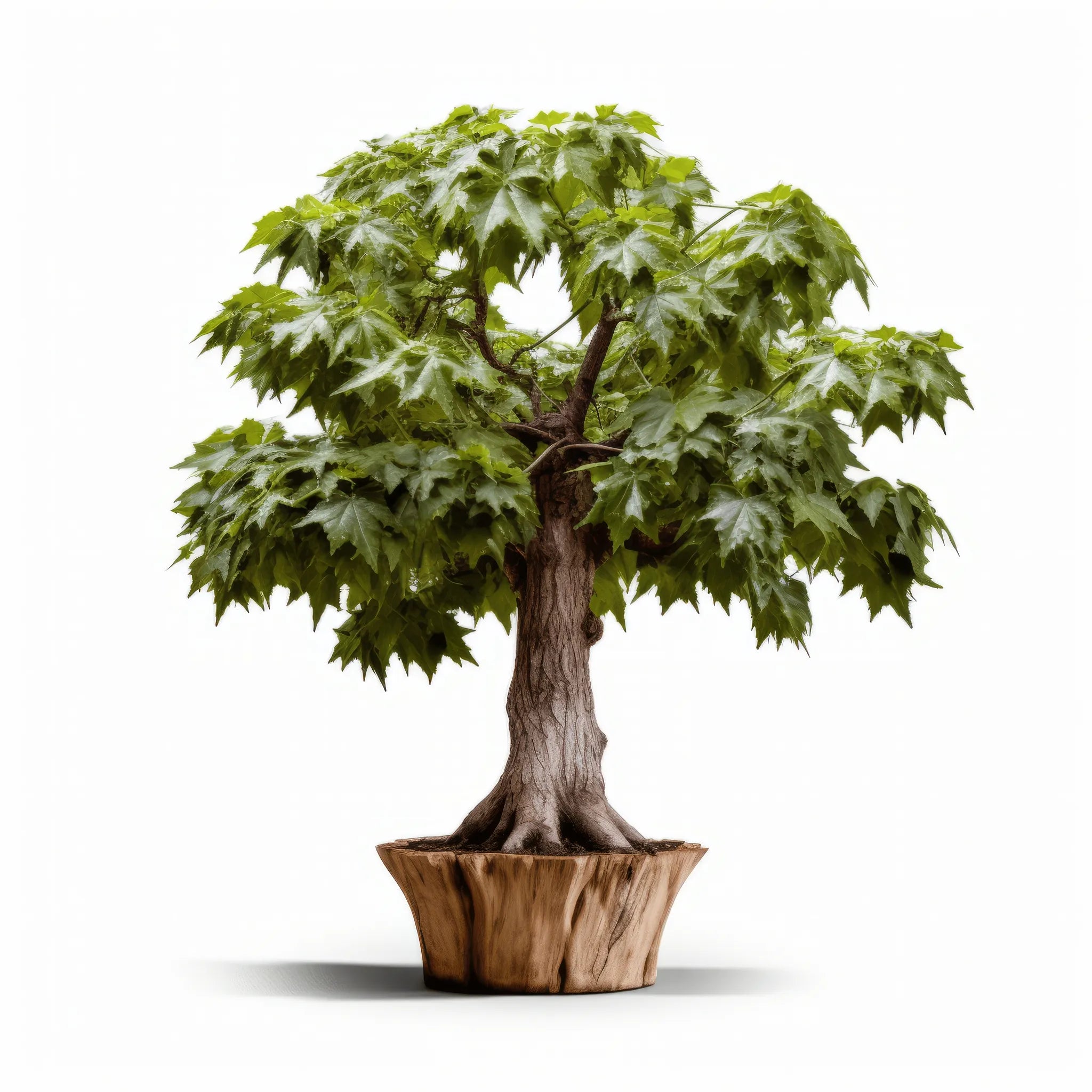 Amina maple tree
