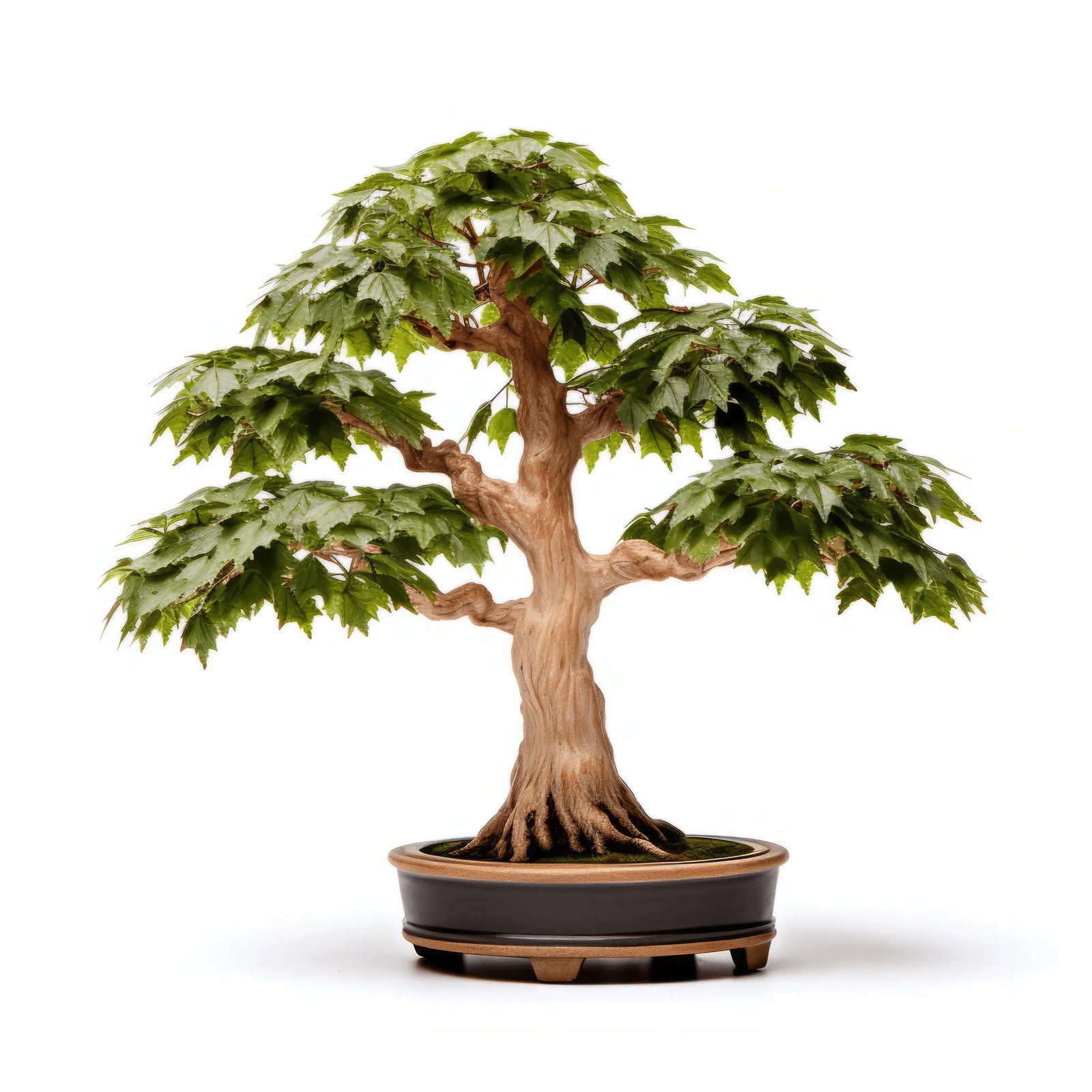 Arjun maple tree