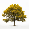 Adair maple tree