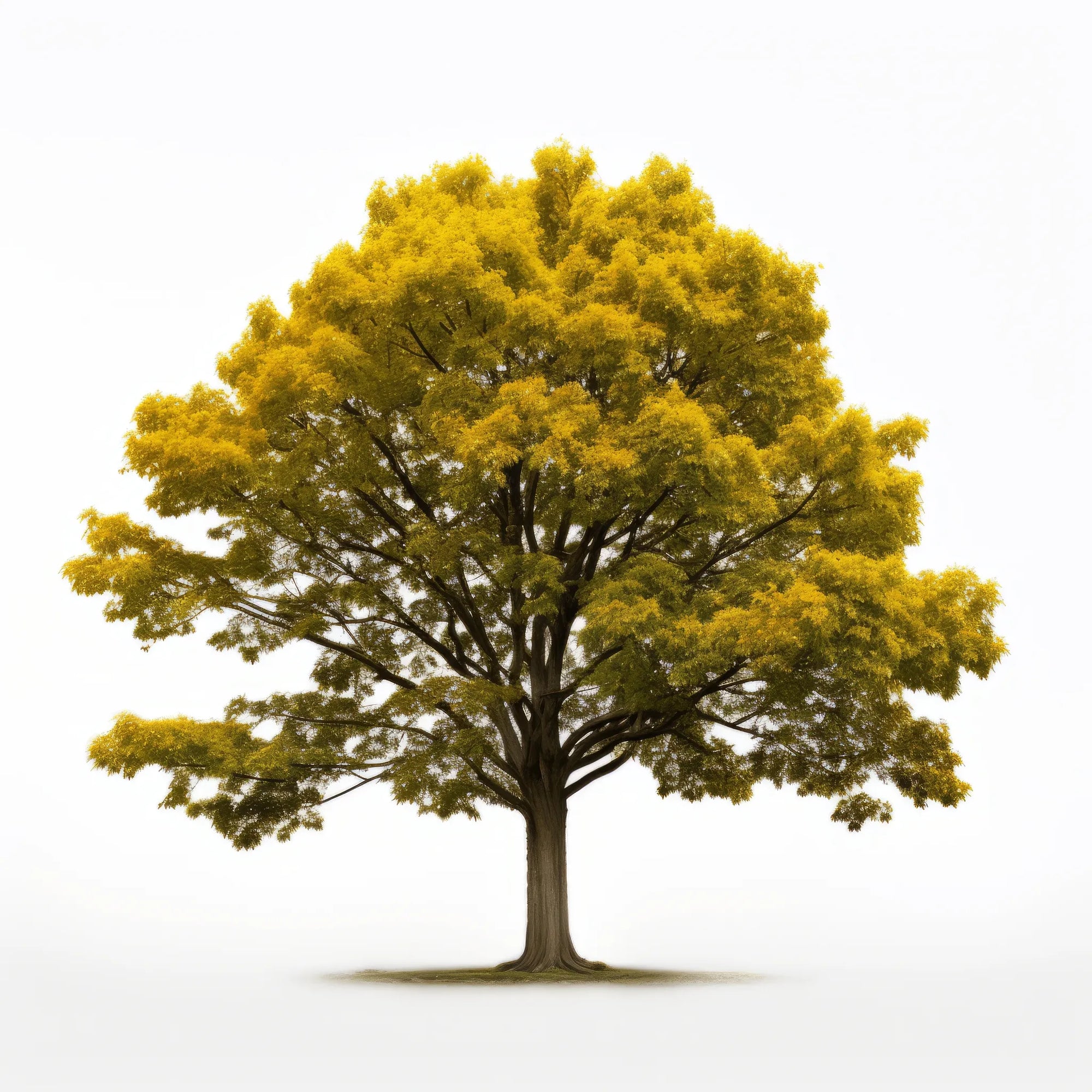 Adair maple tree