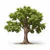 Allanah maple tree