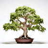Anjali maple tree