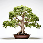 Anjali maple tree