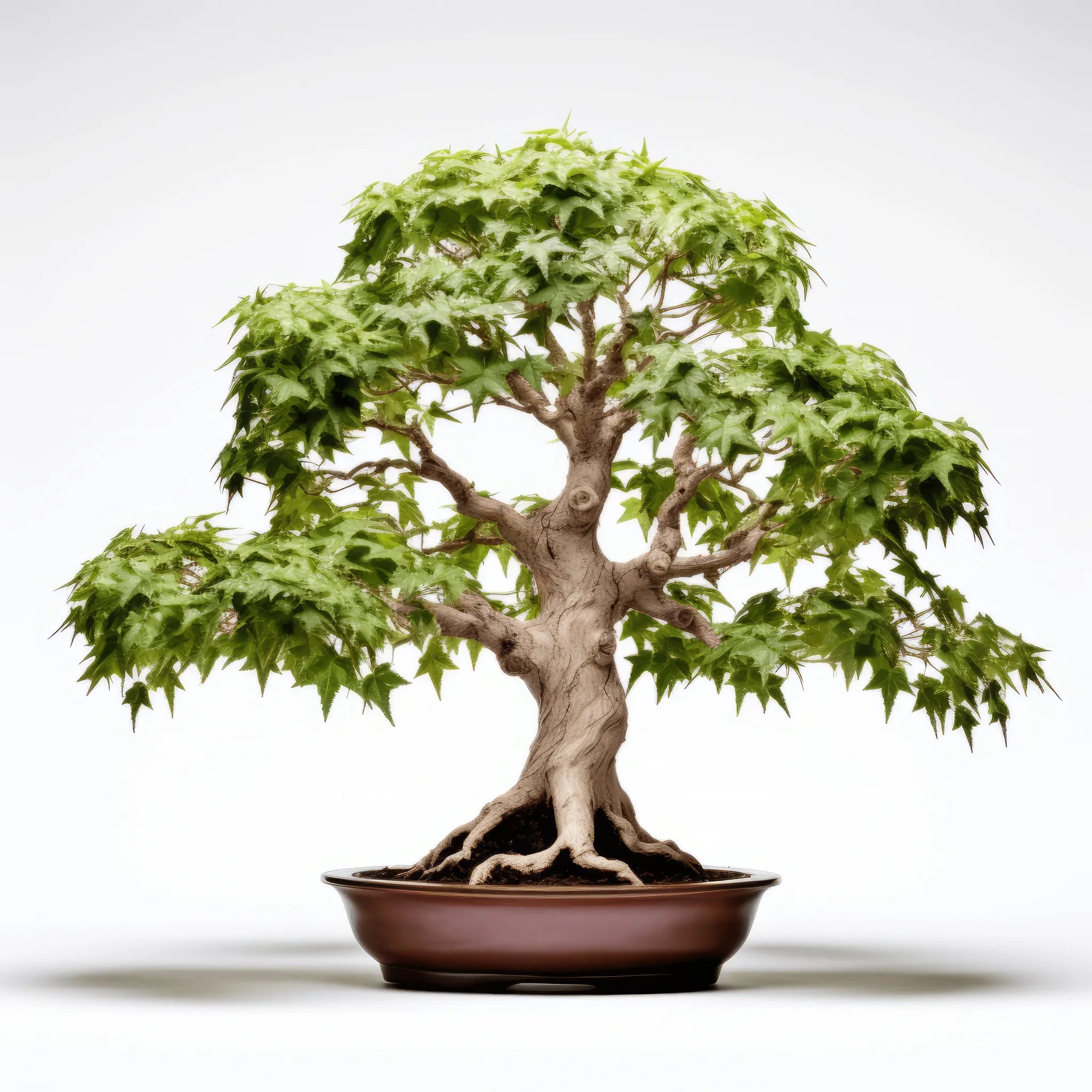 Anjali maple tree
