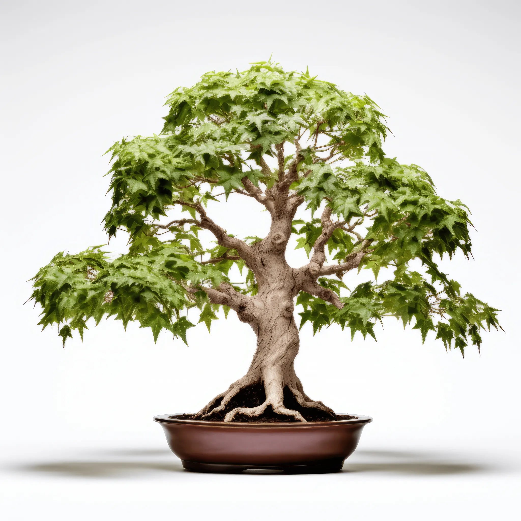 Anjali maple tree
