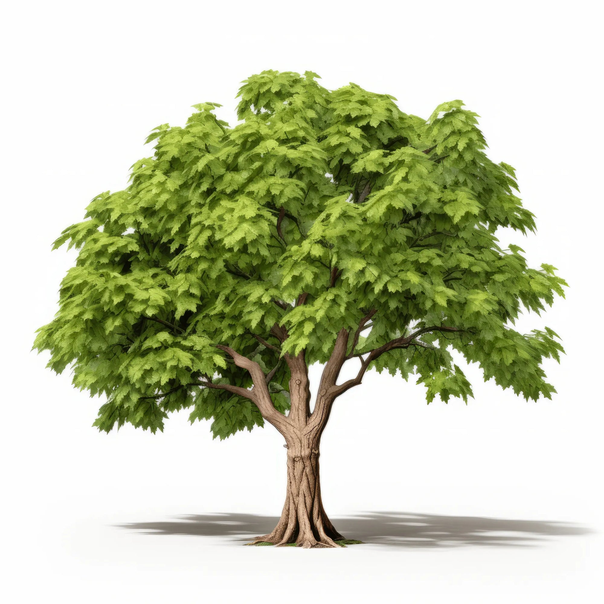 Aric maple tree