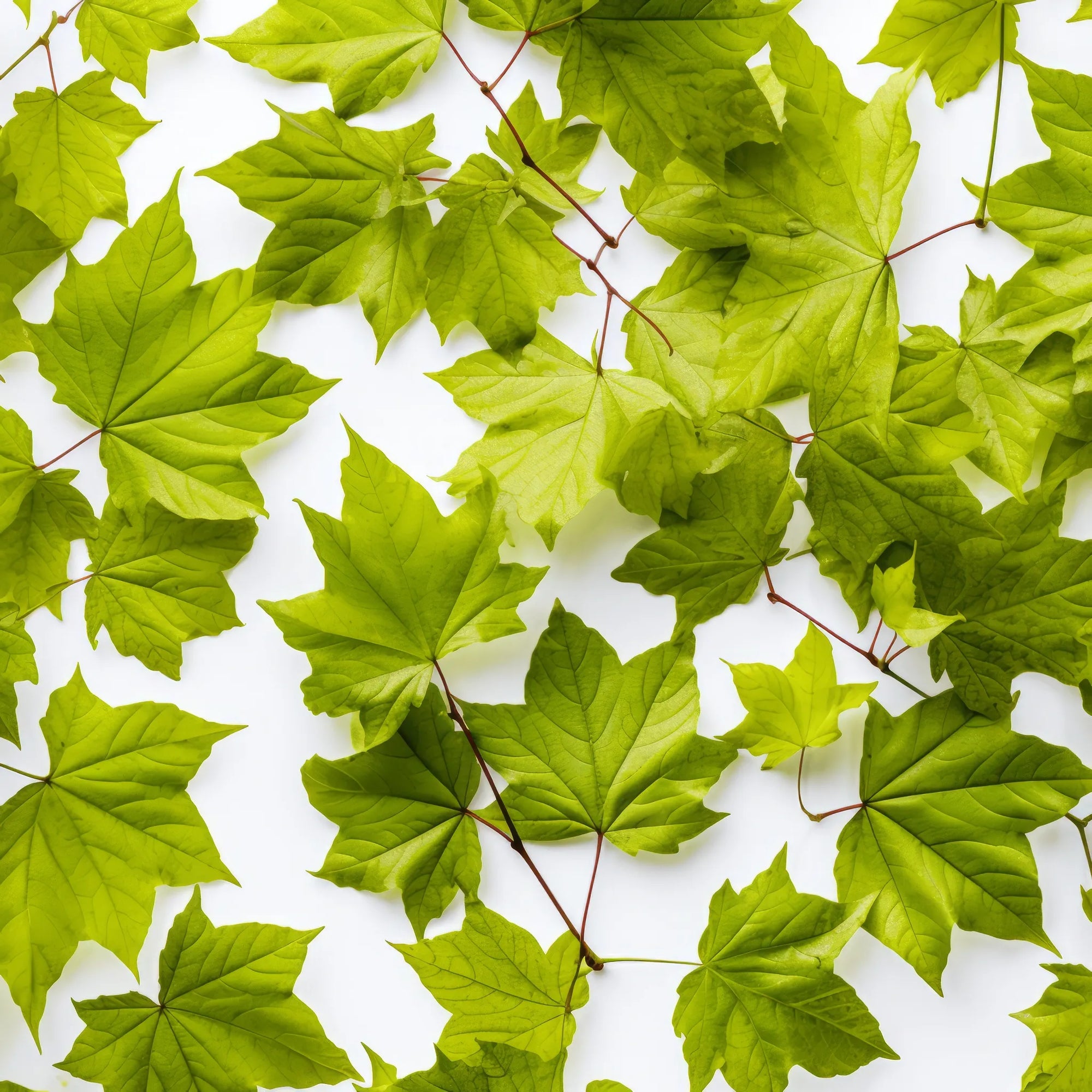 Aeron maple tree