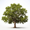 Aliza oak tree