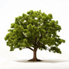 Akiko oak tree