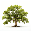 Amaryllis oak tree