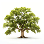 Amaryllis oak tree