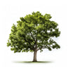 Abel oak tree
