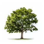 Abel oak tree