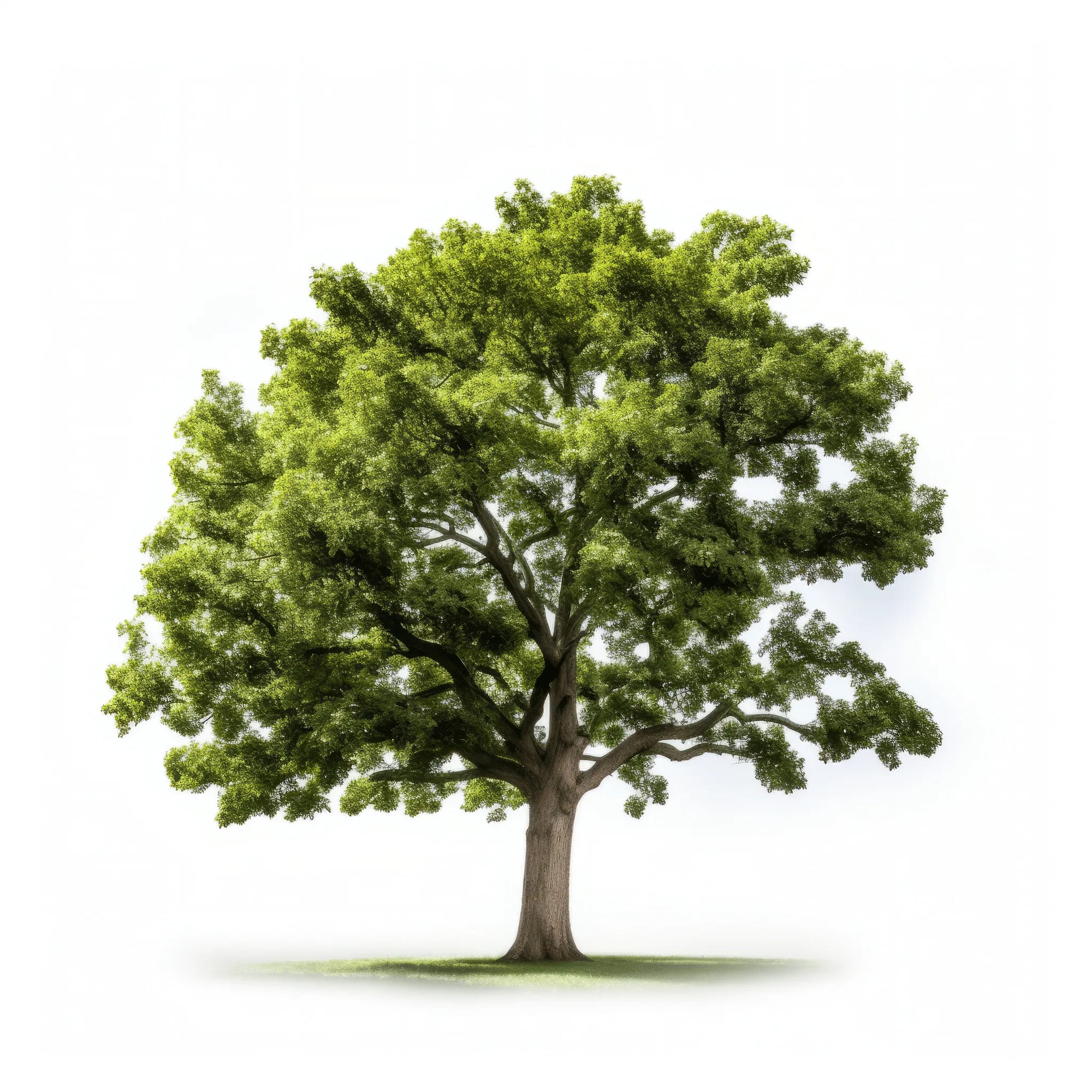 Abel oak tree