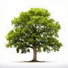 Anouk oak tree