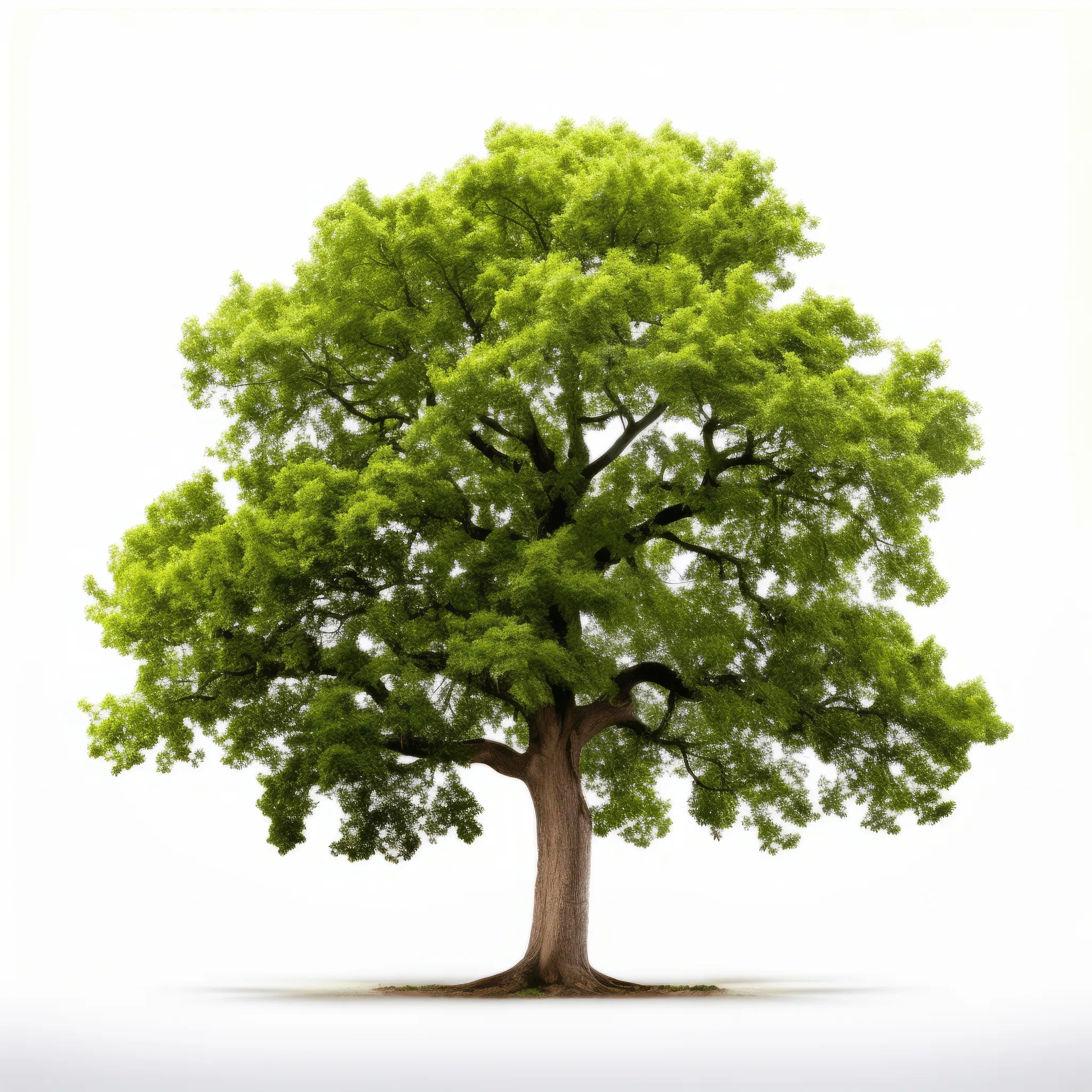 Anouk oak tree