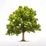 Alexia oak tree