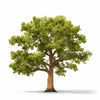 Arno oak tree