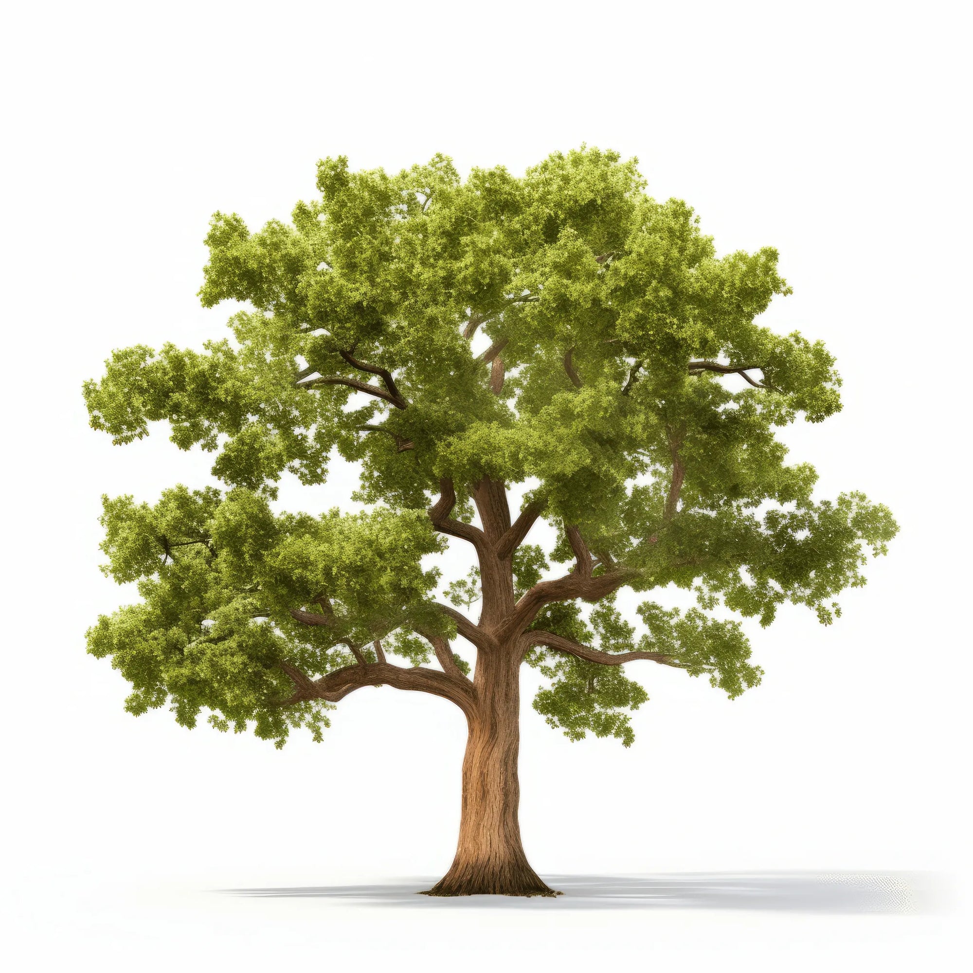 Arno oak tree