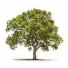 Ariana oak tree