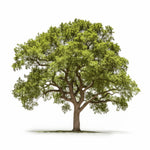 Ariana oak tree