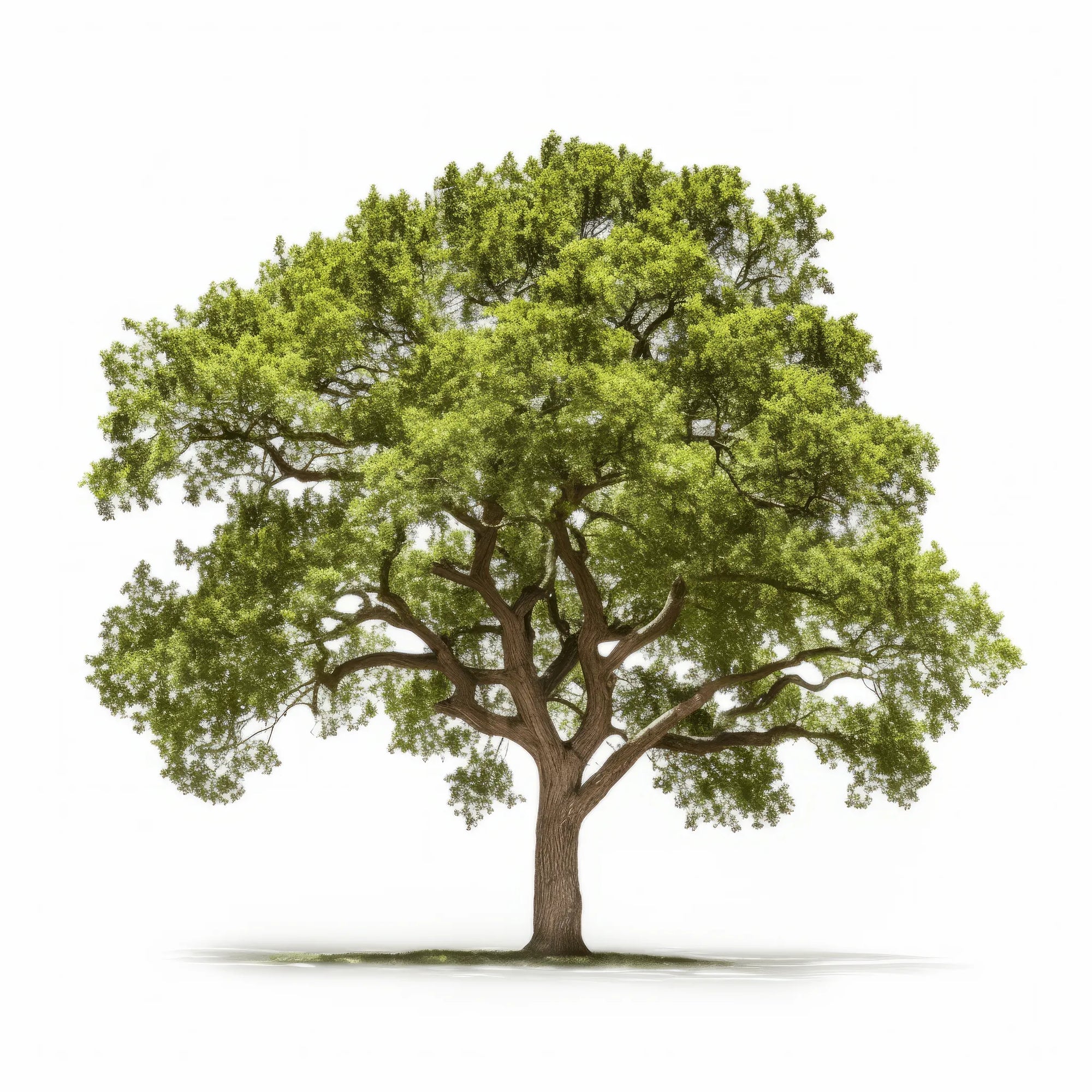 Ariana oak tree