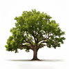 Alfonso oak tree