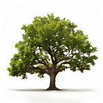 Alfonso oak tree