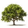 Amira oak tree