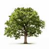 Amani oak tree