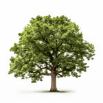 Amani oak tree