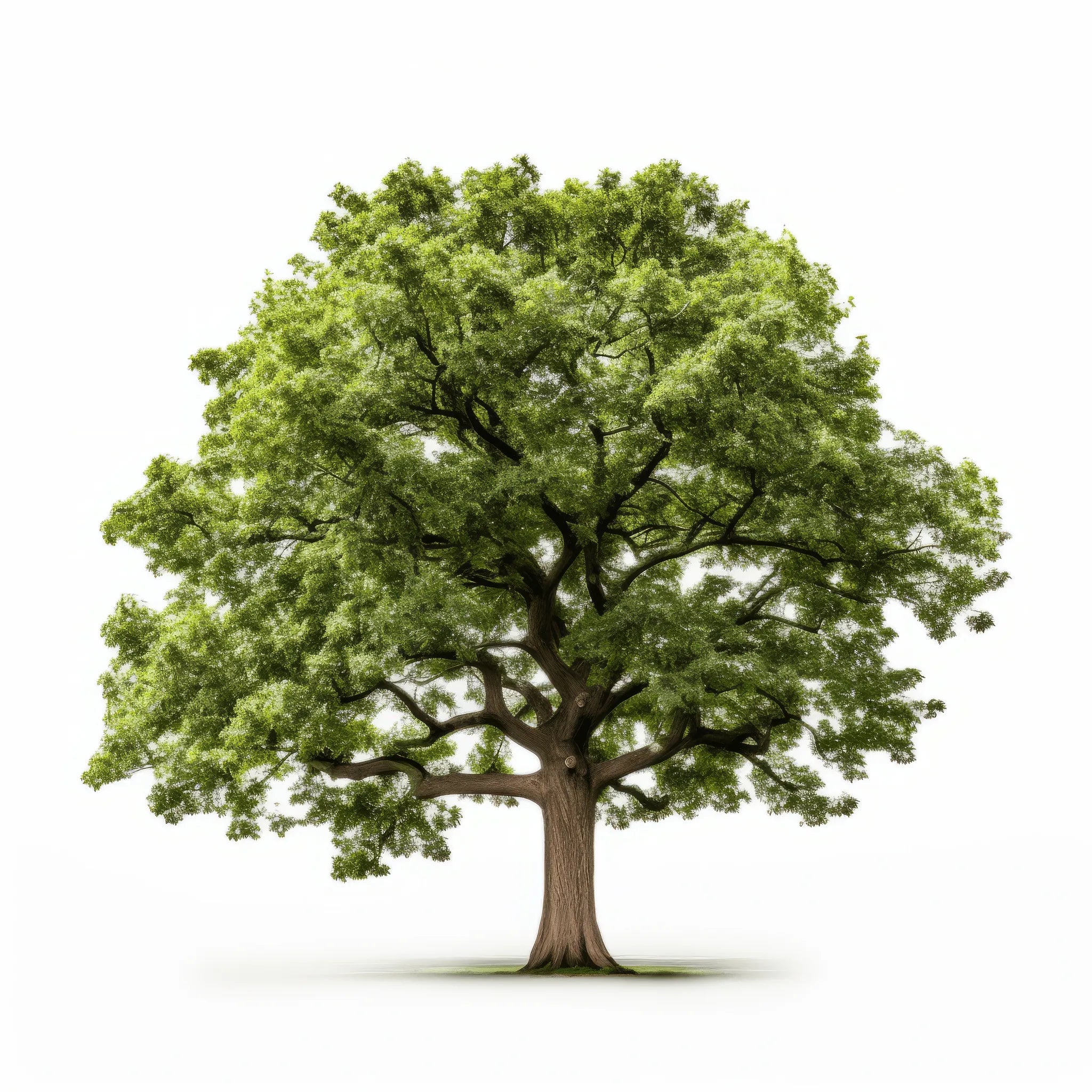 Amani oak tree
