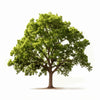 Ayan oak tree