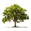 Advaith oak tree
