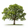 Aleena oak tree