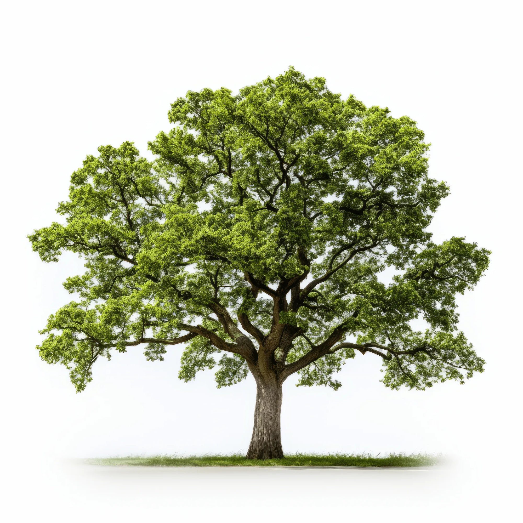 Aleena oak tree
