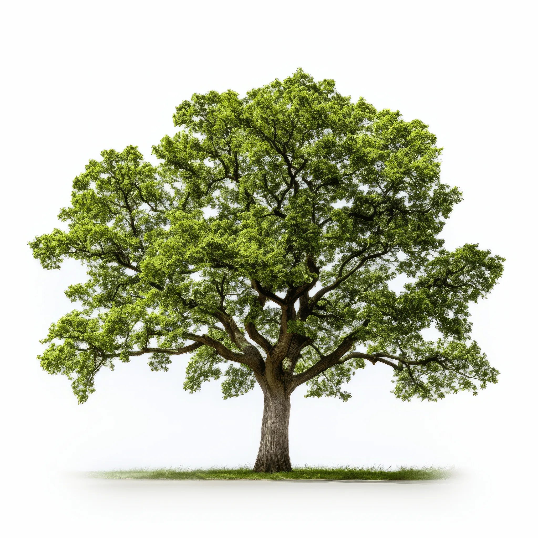 Aleena oak tree