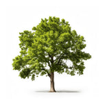 Aileen oak tree