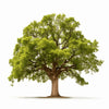 Anabel oak tree