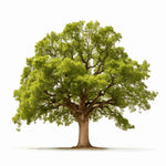 Anabel oak tree