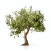 Aedan olive tree