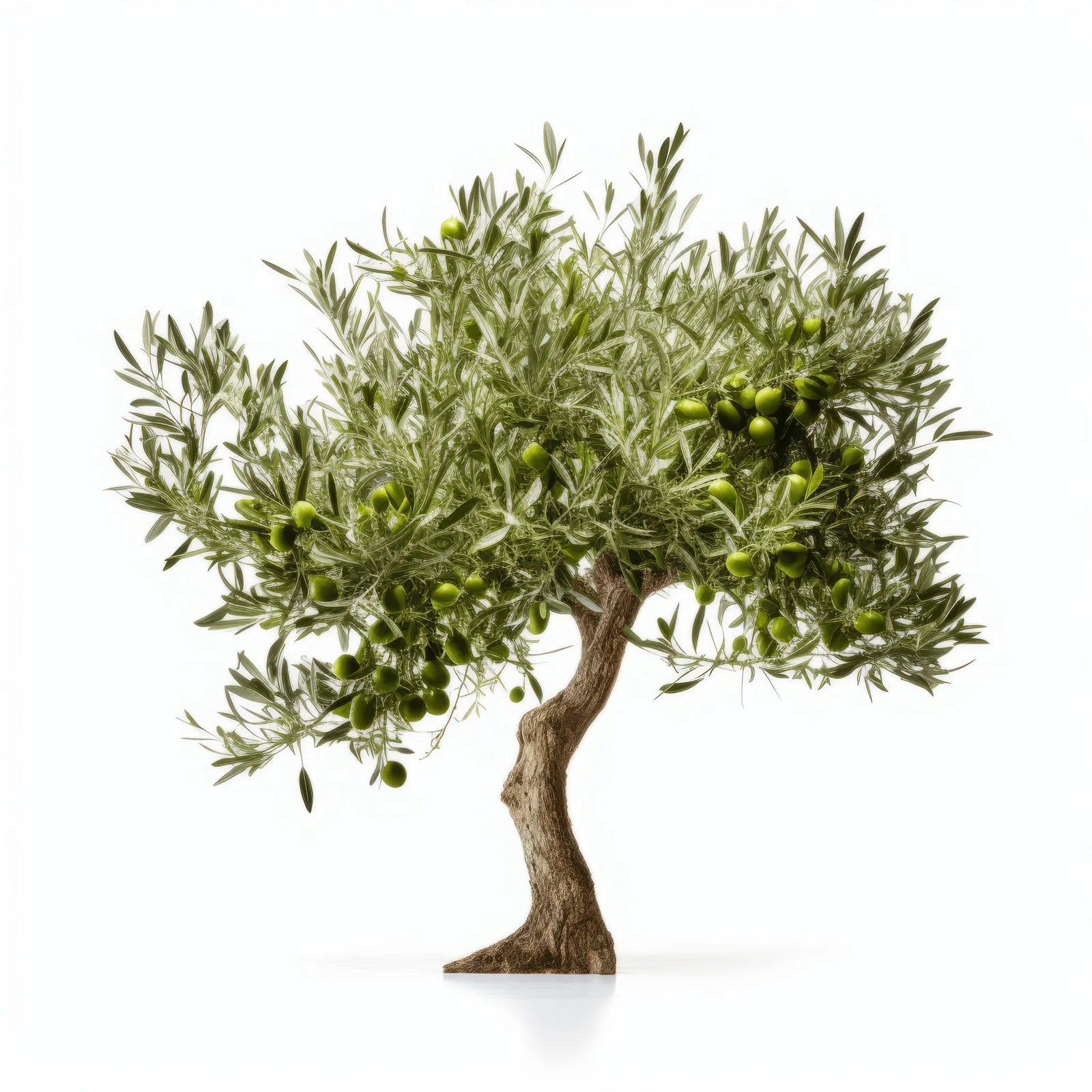 Aedan olive tree