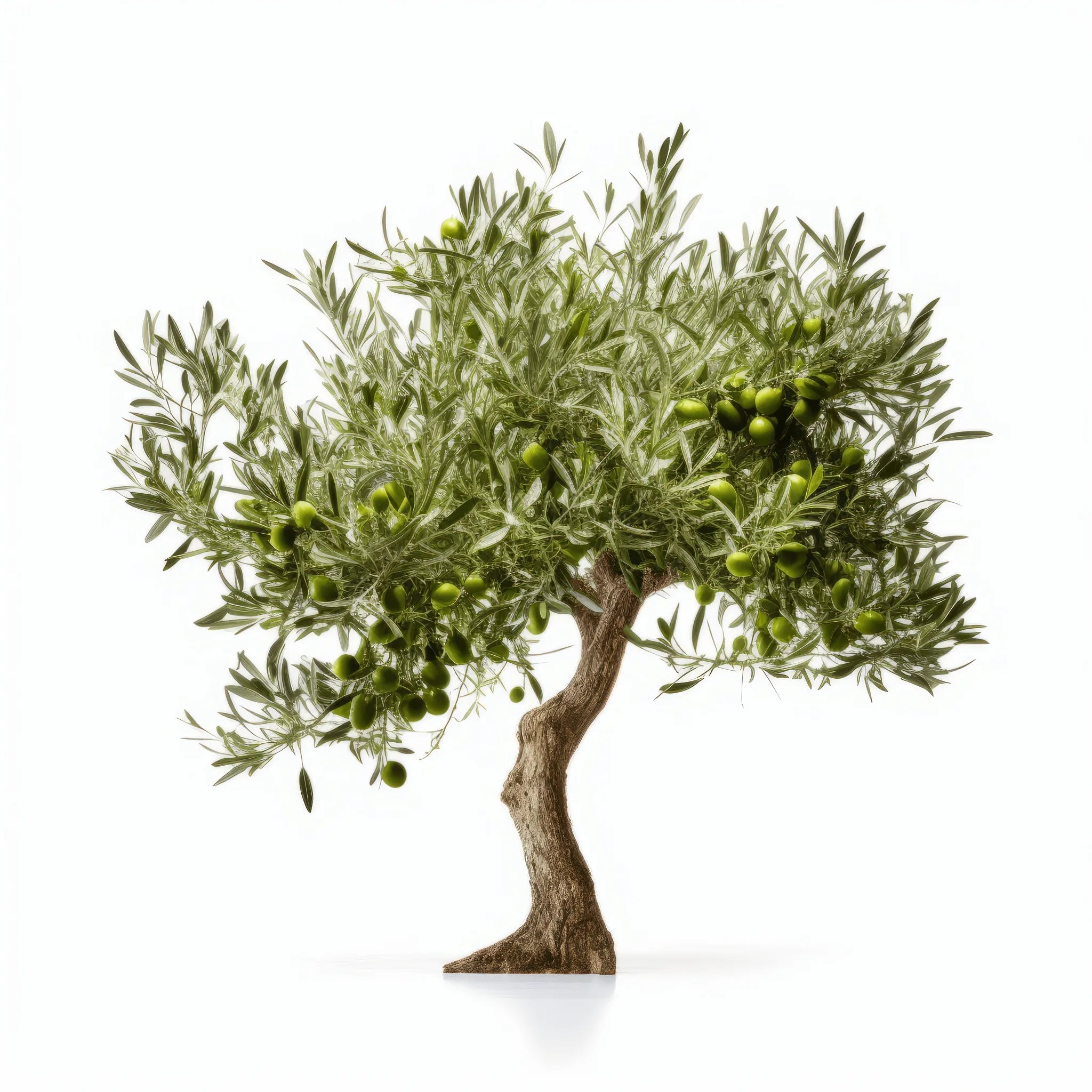 Aedan olive tree