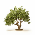 Adan olive tree