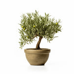 Aisha olive tree