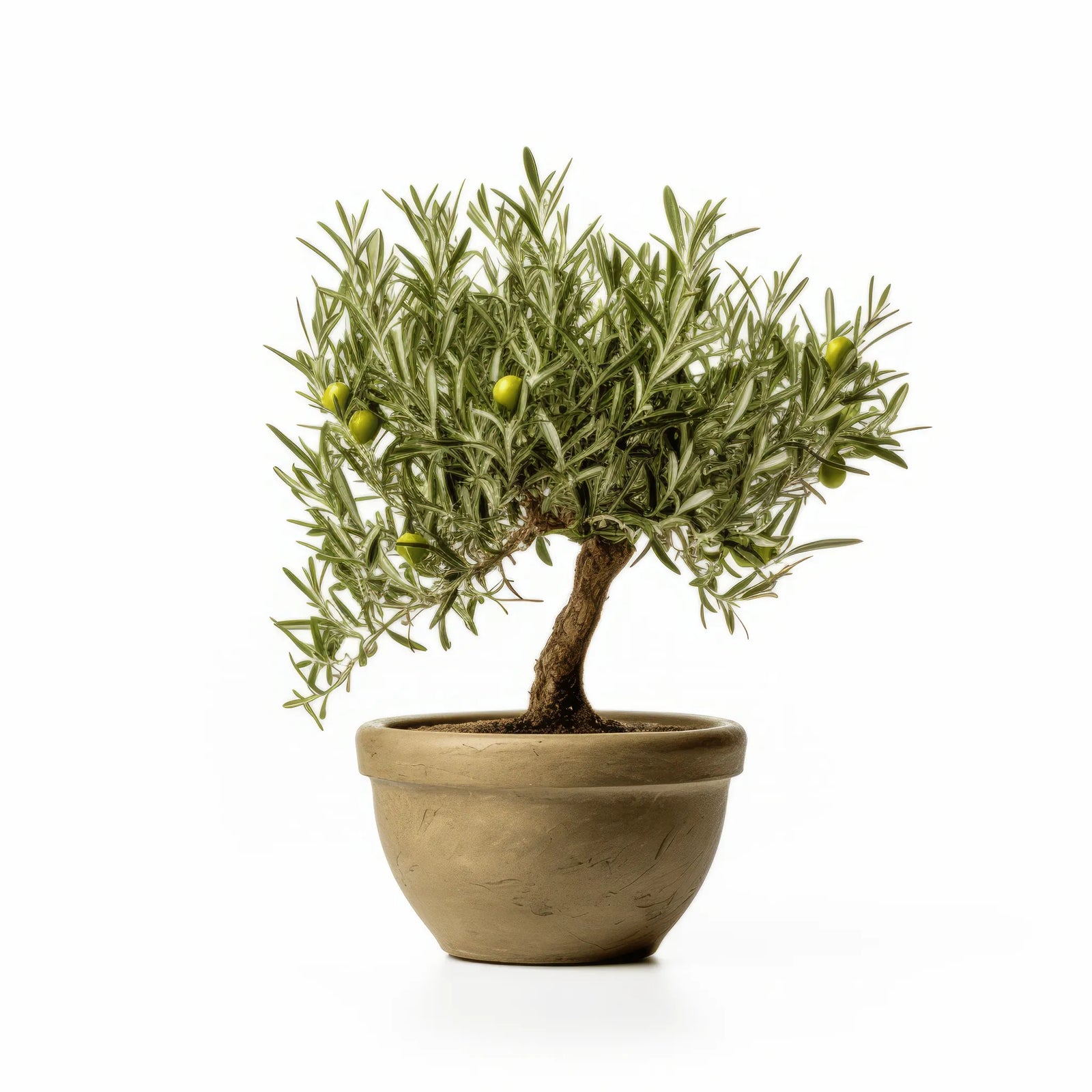 Aisha olive tree