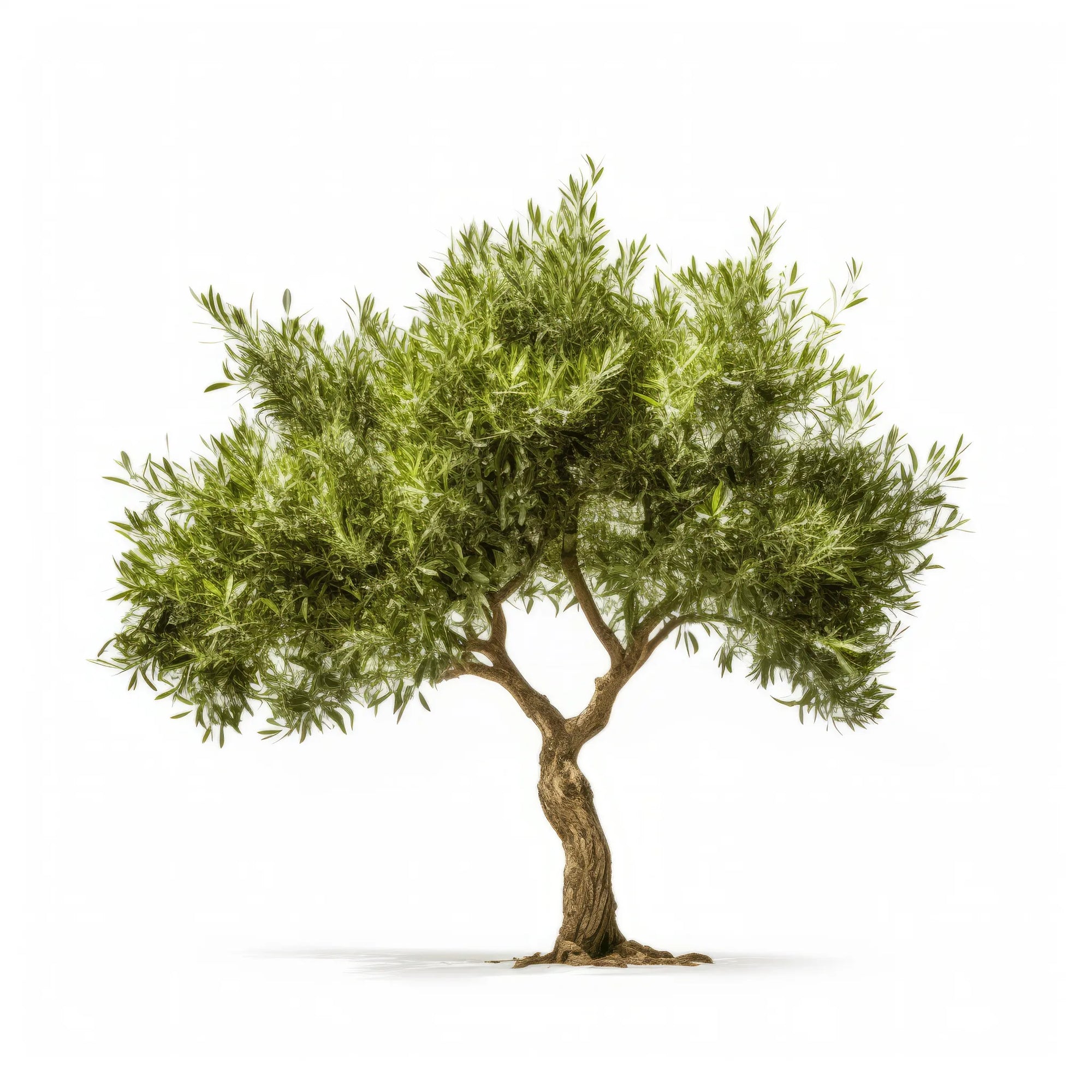 Ainsley olive tree